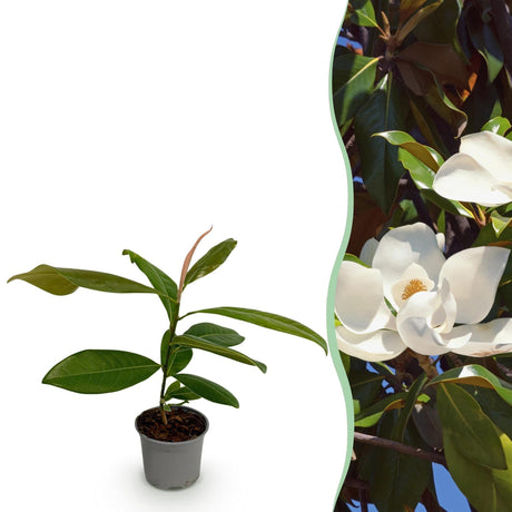Livraison plante Magnolia grandiflora x1