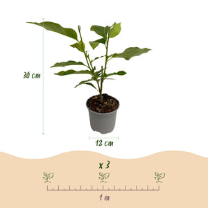 Livraison plante Magnolia Heaven Scent – Lot de 1 – Pot 12 cm – Hauteur 30 cm