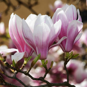 Livraison plante Magnolia soulangeana – Lot de 1 – Pot 12 cm – Hauteur 30 cm