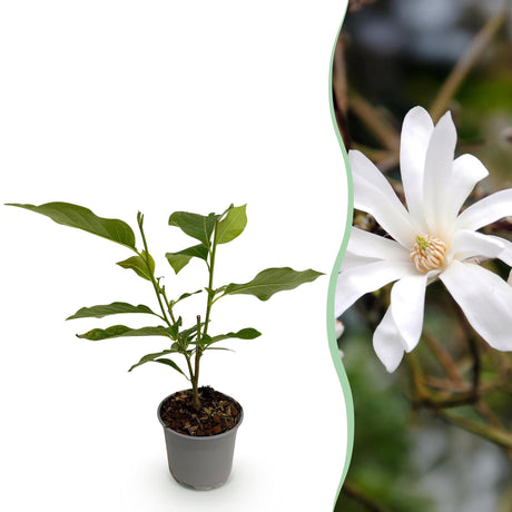 Livraison plante Magnolia stellata – Lot de 1 – Pot 12 cm – Hauteur 30 cm