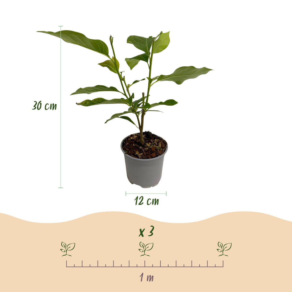 Livraison plante Magnolia Susan – Lot de 1 – Pot 12 cm – Hauteur 30 cm