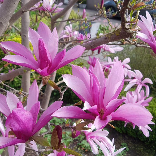 Livraison plante Magnolia Susan – Lot de 1 – Pot 12 cm – Hauteur 30 cm