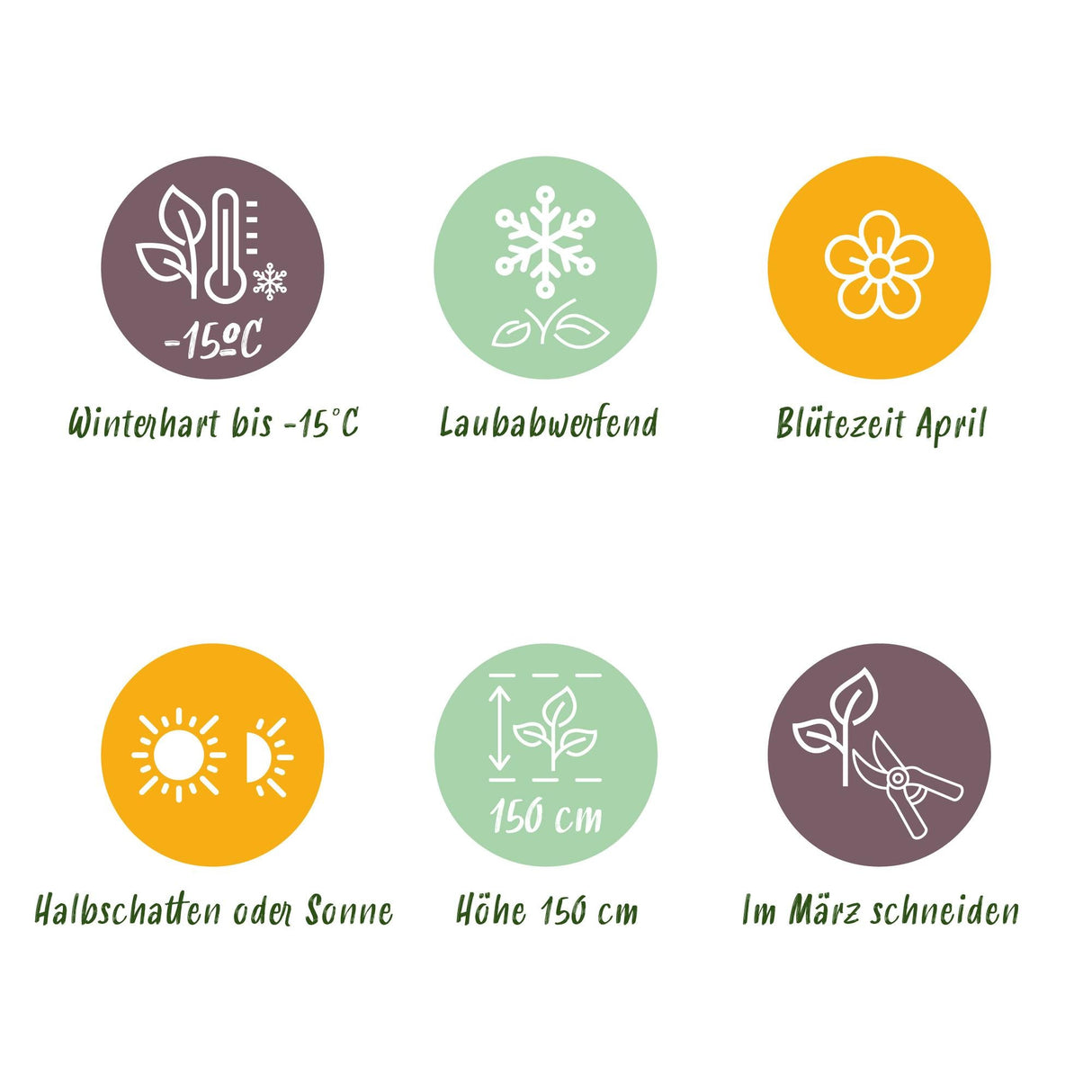 Livraison plante Magnolia Susan – Lot de 1 – Pot 19 cm – Hauteur 90 cm