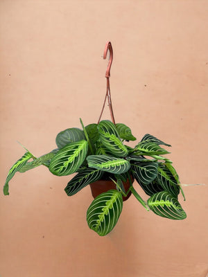 Livraison plante Maranta Lemon Lime