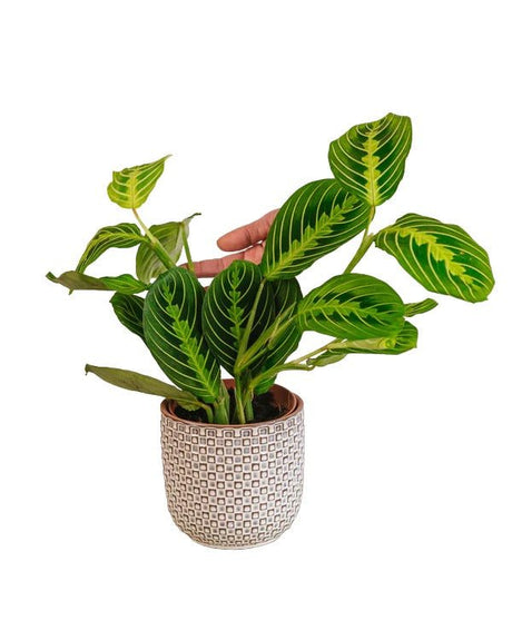 Livraison plante Maranta Lemon Lime