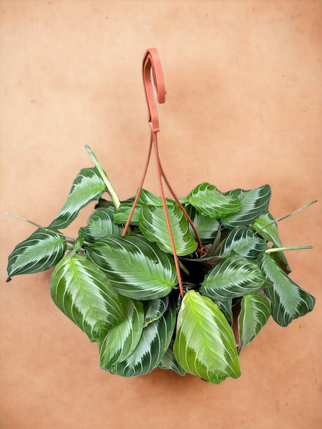 Livraison plante Maranta Silverband