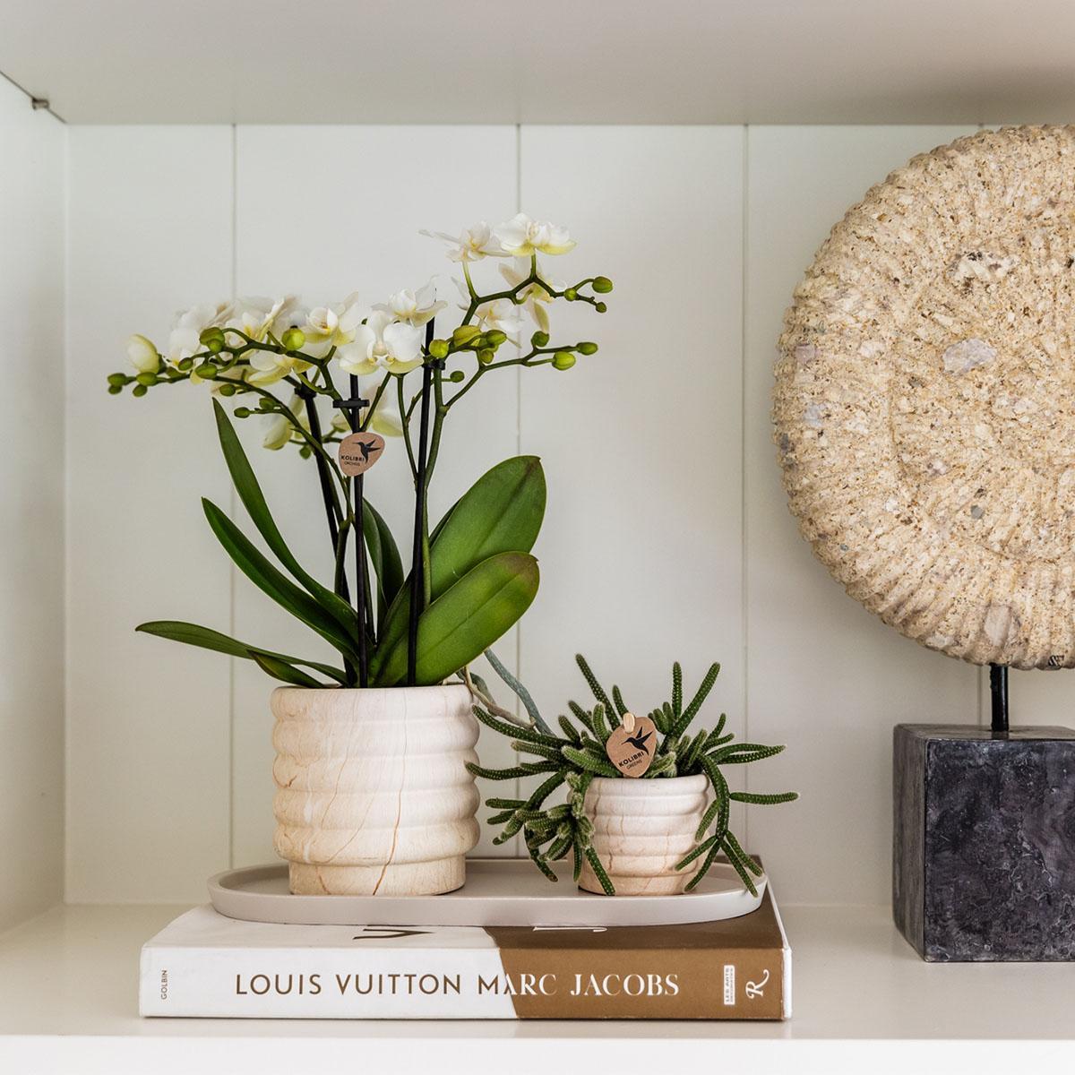 Livraison plante Marble Light - Pot décoratif en céramique