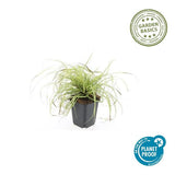 Livraison plante Massette d'Oshima Evergold