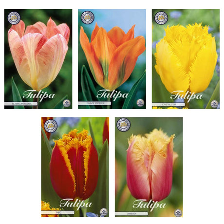 Livraison plante Mélange de Tulipes - 47 bulbes, 5 variétés