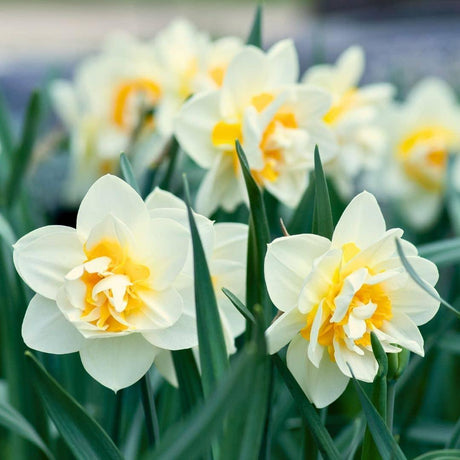 Livraison plante Mélange Hollandais - 75 Bulbes Floraux 12+