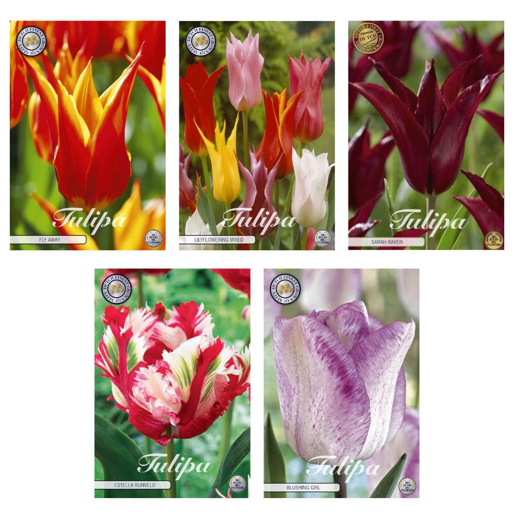 Livraison plante Mélange Tulipes - 5 sortes - 35 bulbes