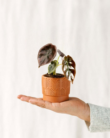 Livraison plante Mini Alocasia Cuprea Red