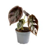 Livraison plante Mini Alocasia Cuprea Red
