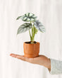 Livraison plante Mini Alocasia Silver Dragon