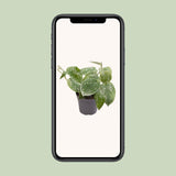 Livraison plante Mini Philodendron Scandens Pictus