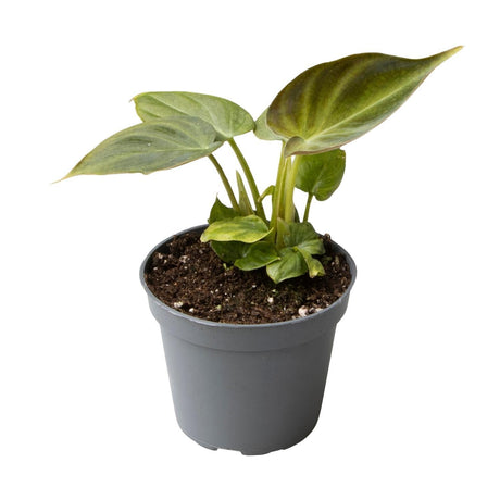 Livraison plante Mini Philodendron Verrucosum