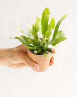 Livraison plante Mini Phlebodium Star