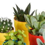 Livraison plante Mix de 15 cactus et succulentes et leurs caches - pots colorés h13cm