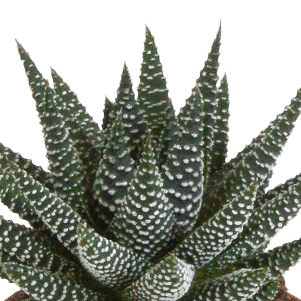 Livraison plante Mix de 3 Gasteria et Haworthia h18cm