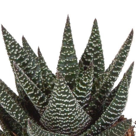 Livraison plante Mix de 3 Gasteria et Haworthia h18cm