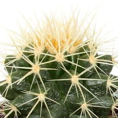 Livraison plante Mix de 5 cactus h13cm