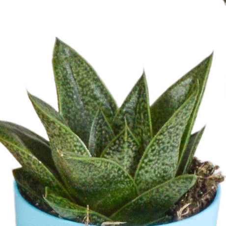 Livraison plante Mix de 5 Gasteria et Haworthia h16cm