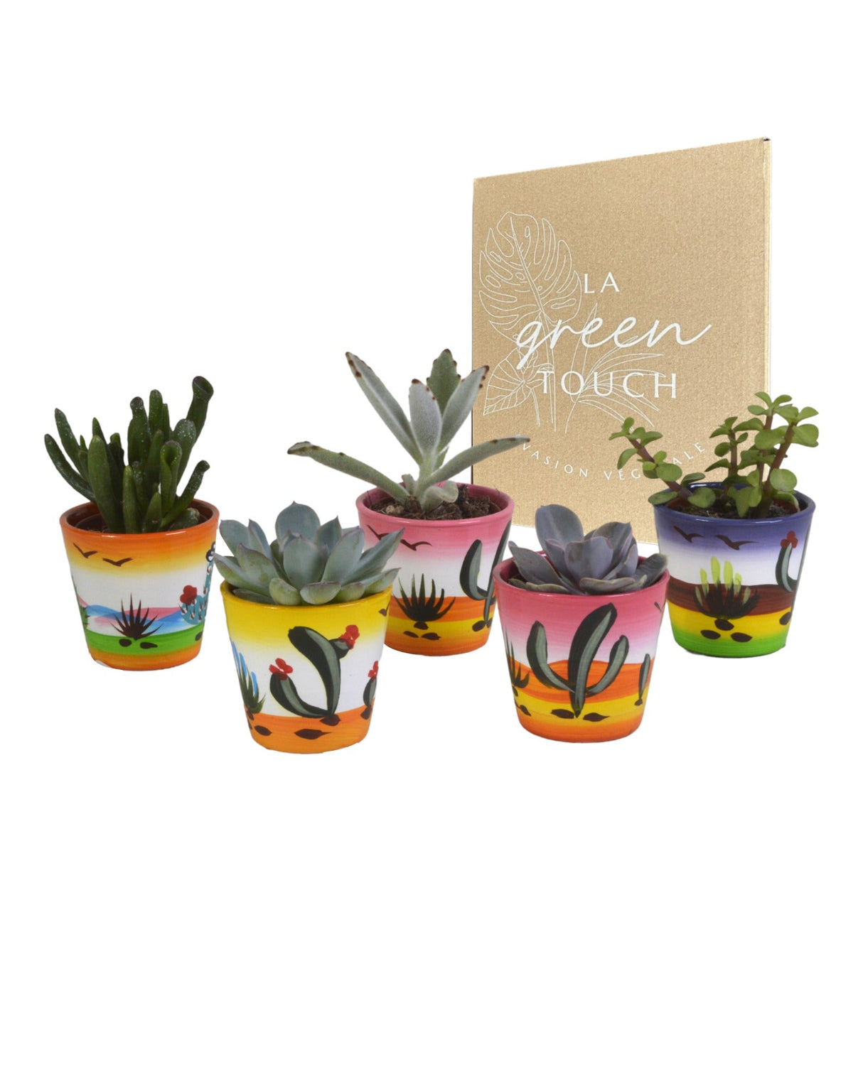 Livraison plante Mix de 5 succulentes et leurs caches - pots colorés h13cm