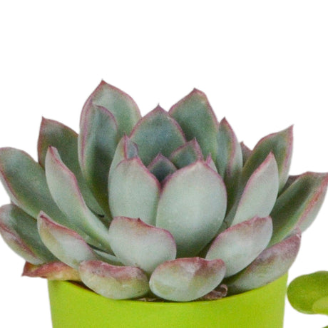 Livraison plante Mix de 5 succulentes et leurs caches - pots colorés h16cm