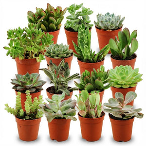 Livraison plante Mix mini Succulente