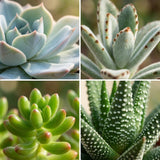 Livraison plante Mix mini Succulentes - Pot terracota inclus