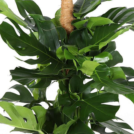 Livraison plante Monstera Deliciosa et son pot