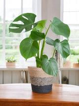 Livraison plante Monstera Deliciosa et son pot