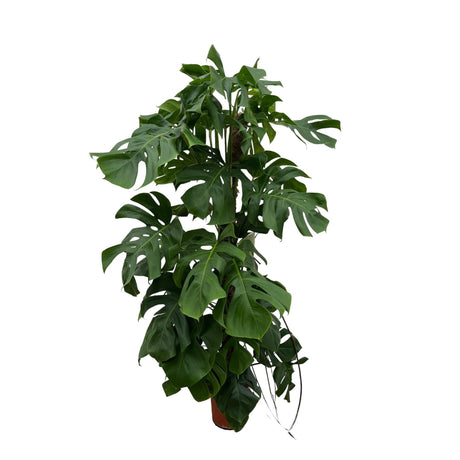 Livraison plante Monstera Deliciosa XXL - 150cm - ⌀24