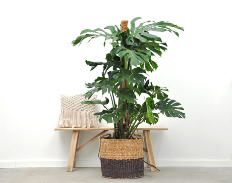 Livraison plante Monstera Deliciosa XXL - 150cm - ⌀24