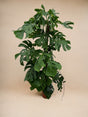 Livraison plante Monstera Deliciosa XXL - 150cm - ⌀24