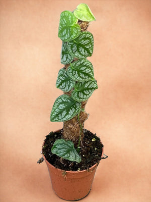 Livraison plante Monstera Dubia