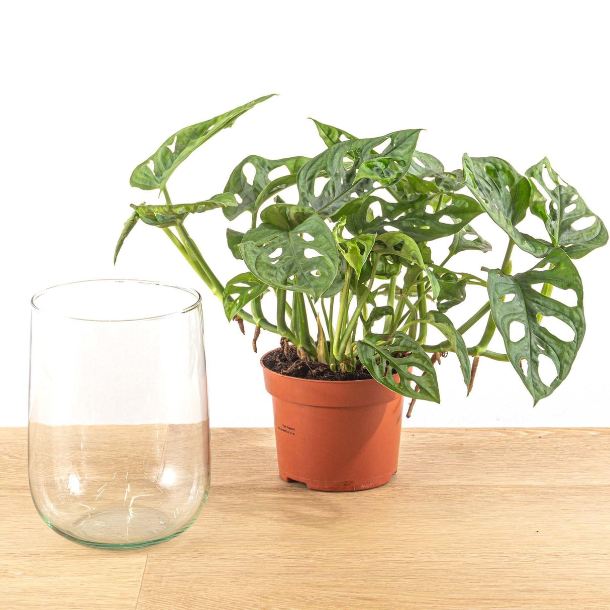 Livraison plante Monstera in vaas DIY - pakket - Hydroponie