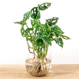 Livraison plante Monstera in vaas DIY - pakket - Hydroponie