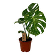 Livraison plante Monstera Thai Constellation