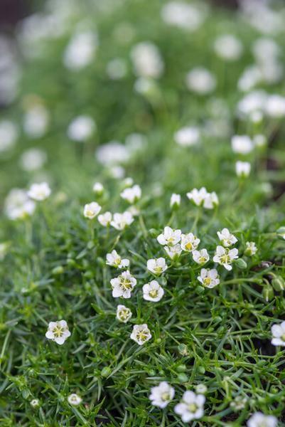 Livraison plante Mousse des rocailles