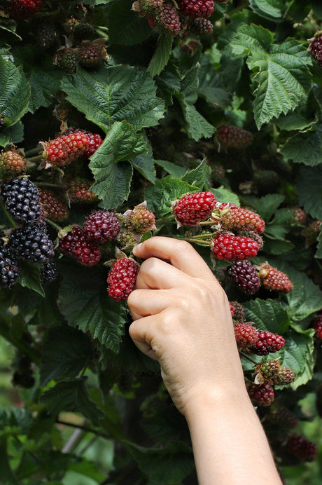 Livraison plante Murier - arbuste fruitier