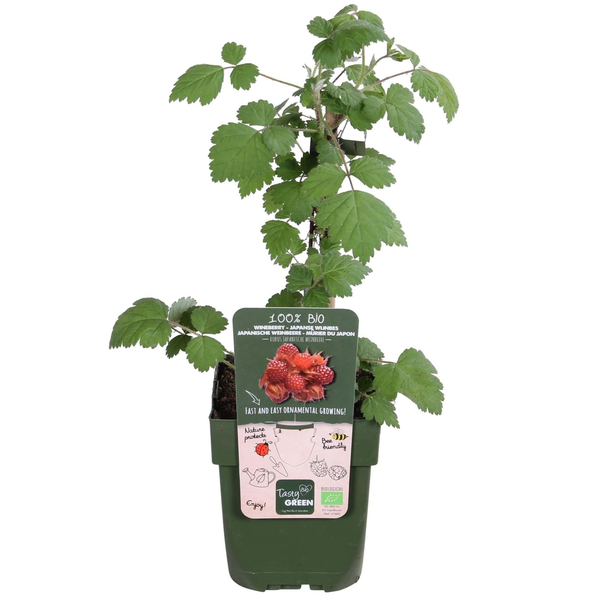 Livraison plante Mûrier du Japon - h45cm, Ø13cm - plante d'extérieur