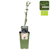 Livraison plante Murier Lochness - arbuste fruitier