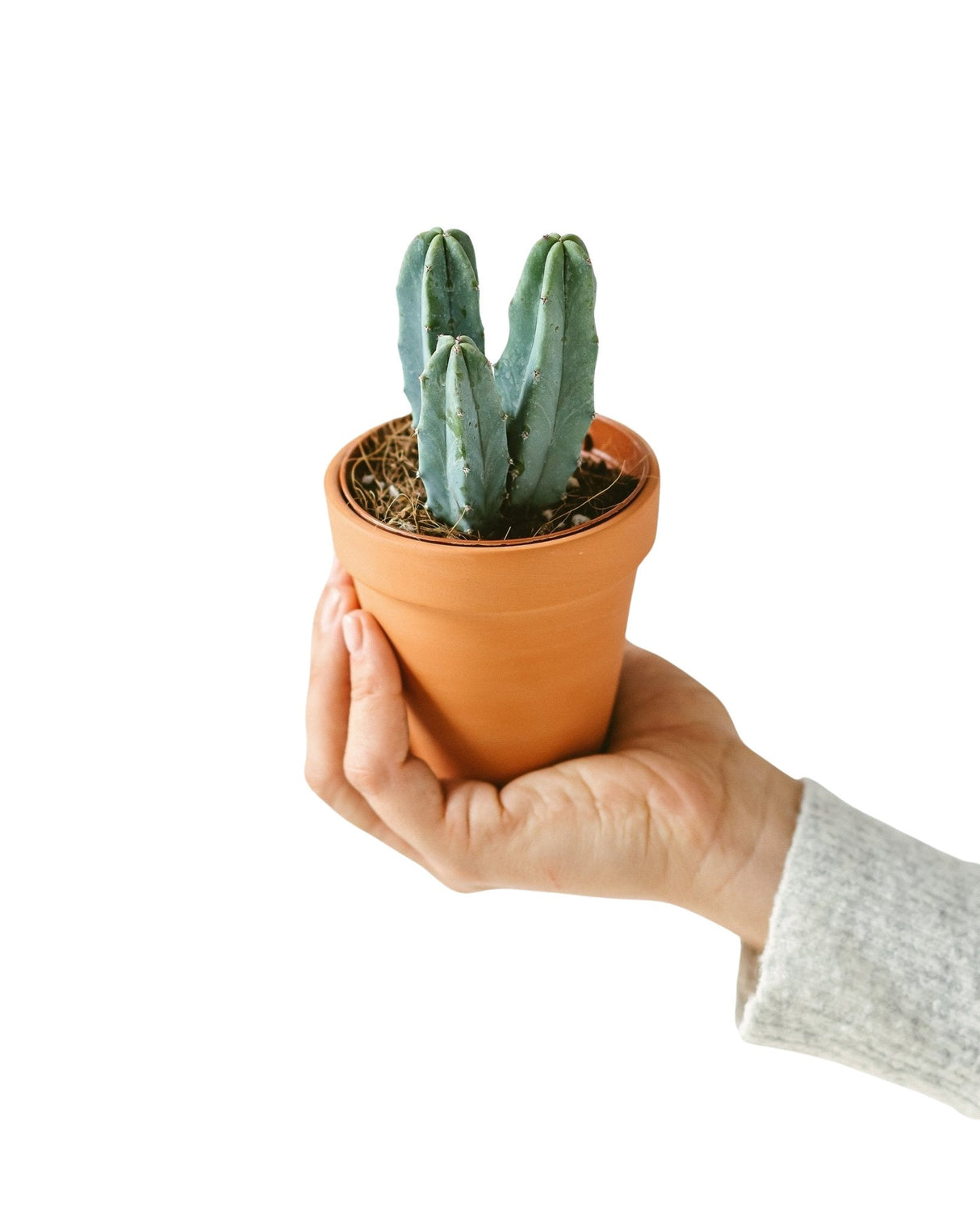 Livraison plante Myrtillocactus (mini cactus)