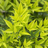 Livraison plante Nandina Lemon & Lime – Lot de 1 – Pot 17 cm – Hauteur 45 cm