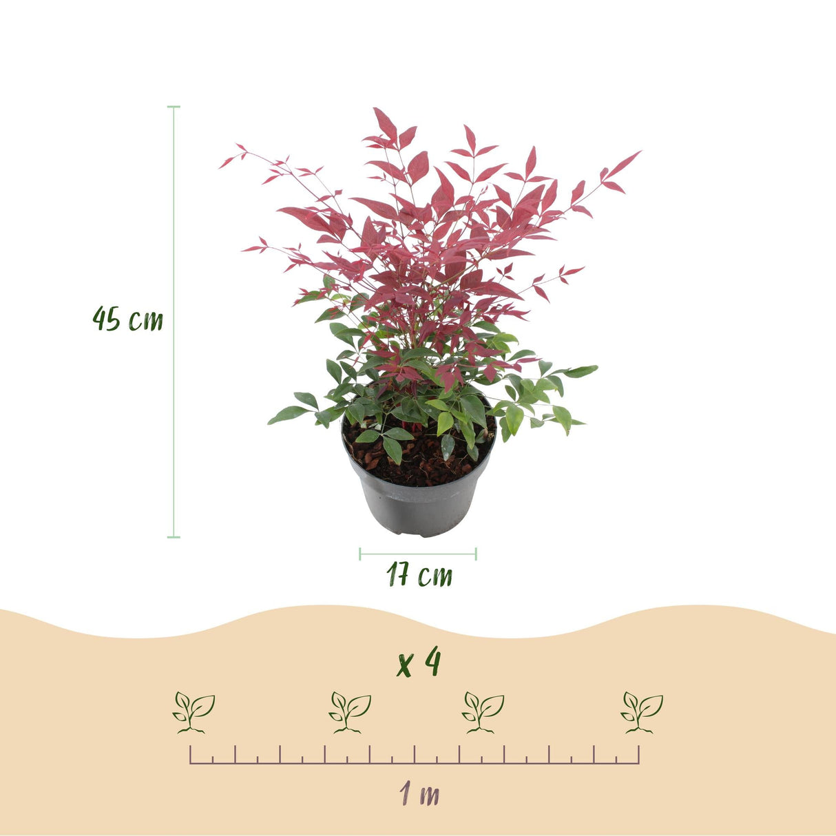 Livraison plante Nandine domestica Obsessed – Lot de 1 – Pot 17 cm