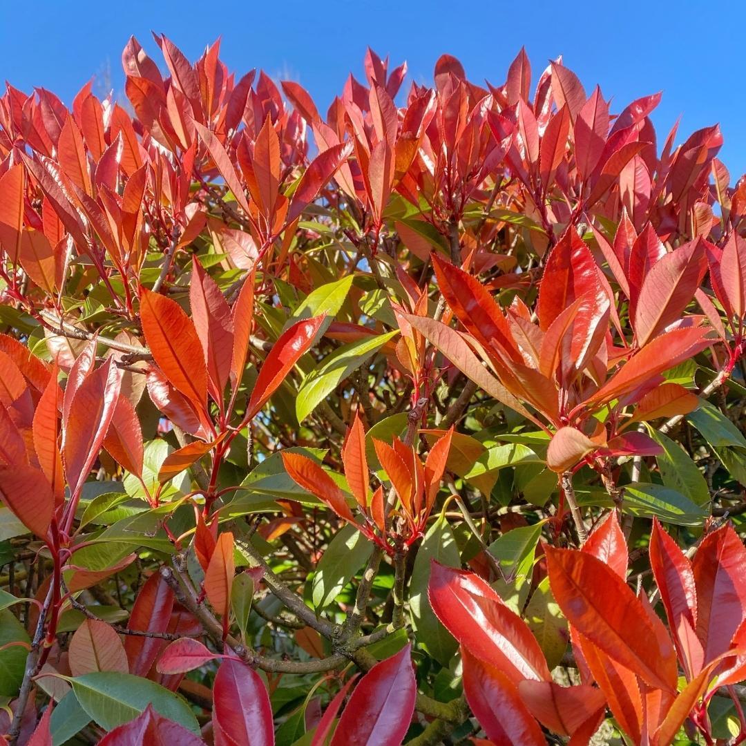 Livraison plante Néflier Brillant rouge h150cm pour 10m linéaires de haie 25x12L