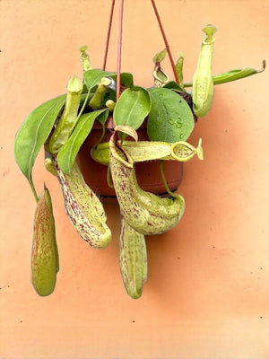 Livraison plante Nepenthes Monkey Jars Mojito