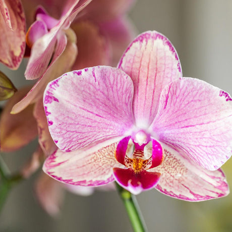 Livraison plante Offre Duo Phalaenopsis Pirate Picotee - Orchidées Fleuries