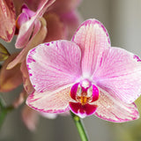 Livraison plante Offre Spéciale: 4 Orchidées Phalaenopsis Pirate Picotee